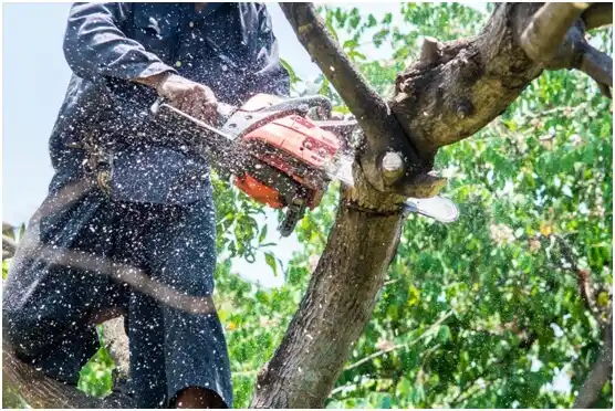 tree services Carroll Valley